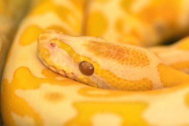 Albino Birmanya python