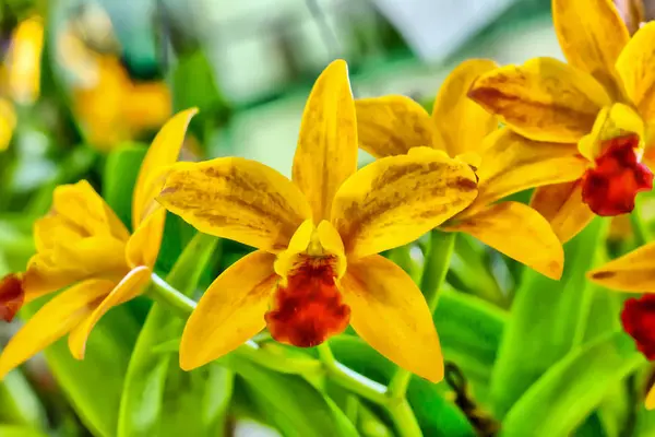 Il Orchid è colori luminosi e bello — Foto Stock