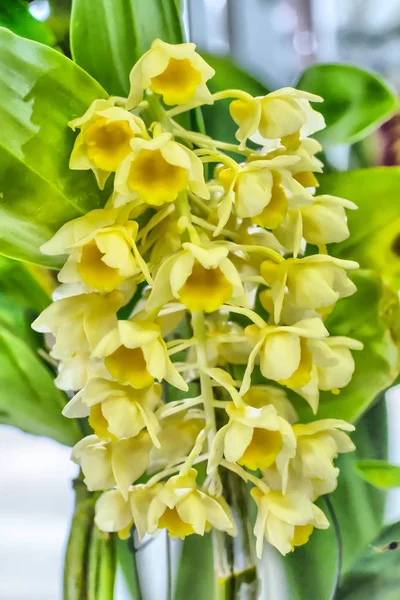 Orchidée est couleurs vives et belle — Photo
