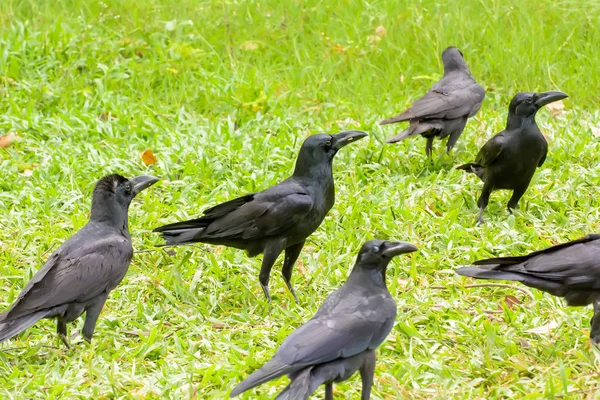 Kråka på gräsmattan — Stockfoto