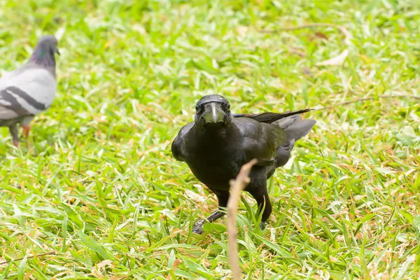 Wrona na trawniku — Zdjęcie stockowe