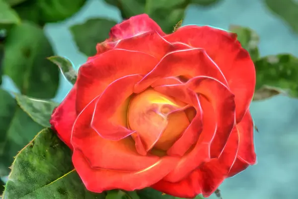 情人节的玫瑰 — 图库照片