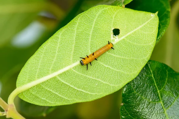 Gele rups op een blad — Stockfoto