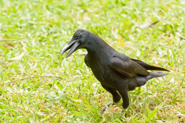 Crow on the lawn — Stock Photo, Image