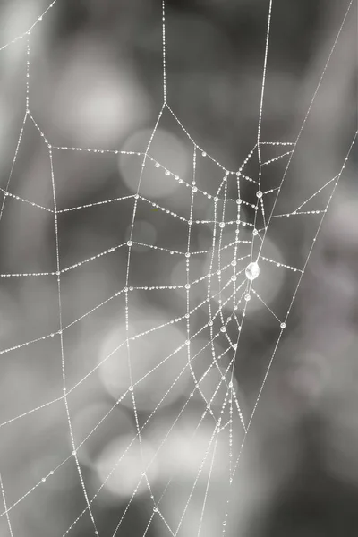 Black and white spider webs — Stock Photo, Image