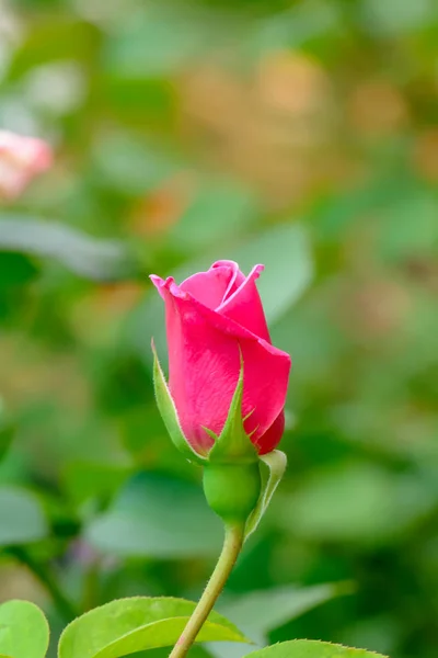Róża na Walentynki — Zdjęcie stockowe