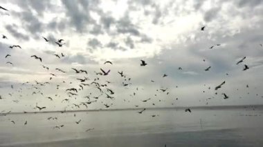 Sibirya kış hava martı kaçış Tayland için her yıl geldi..