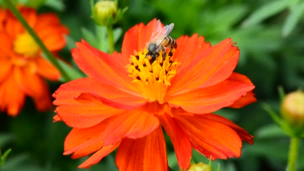 蜜蜂在花园里吃花朵中的花粉 — 图库视频影像