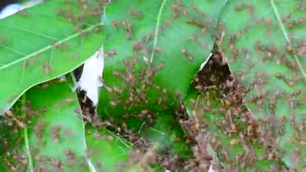 Mnoho Červení Mravenci Snaží Budovat Hnízda Mango Listy Větrný Den — Stock video