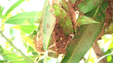 İnşa etmek için birçok kırmızı karıncalar yuvalarını mango üzerinde bırakır rüzgarlı bir günde.
