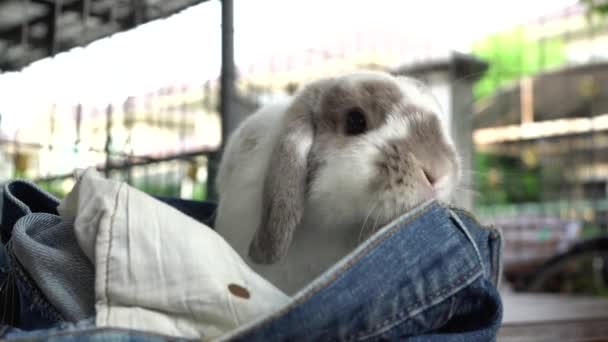 兔子咬着我的牛仔裤 — 图库视频影像
