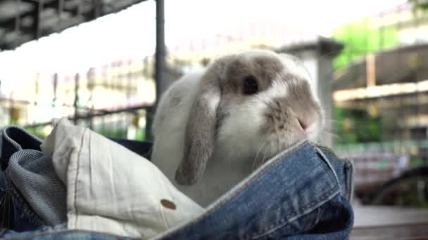 Coelhos Estão Brincar Aos Meus Jeans — Vídeo de Stock