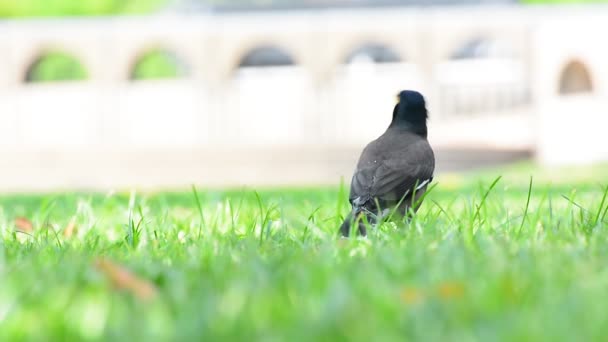 Çimenlerin Üzerinde Duran Myna Parkta Yemek Yemek Bulmak — Stok video