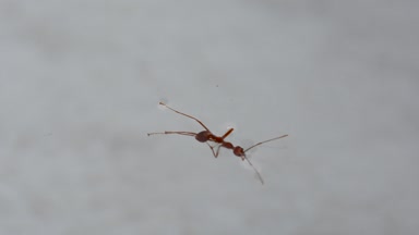 Tek kırmızı karınca ölüm kaçmaya çalışırken suya yalnız.