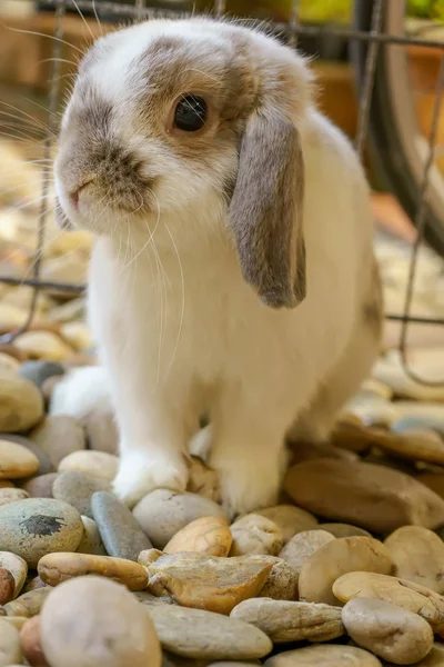 The rabbit are sitting — Stock Photo, Image