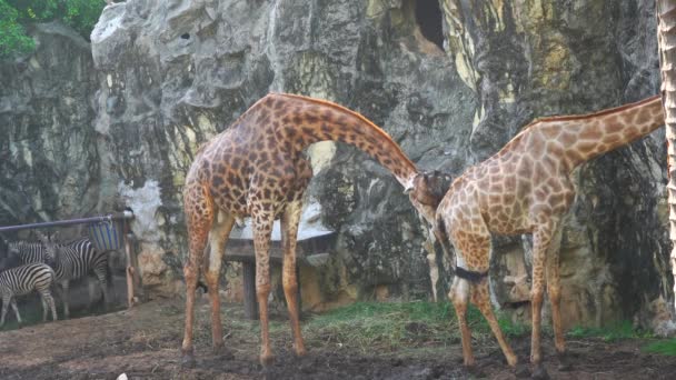 A férfi zsiráf takarítás egy női zsiráf.