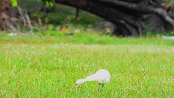 Heron Walking Find Food Meadow — Stock Video