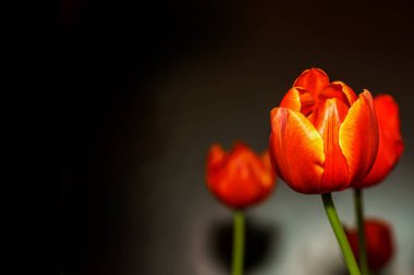Orange tulip