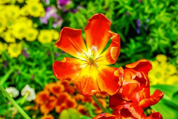 Flores são lindas — Fotografia de Stock