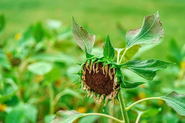 Sunflower — Stock Photo, Image