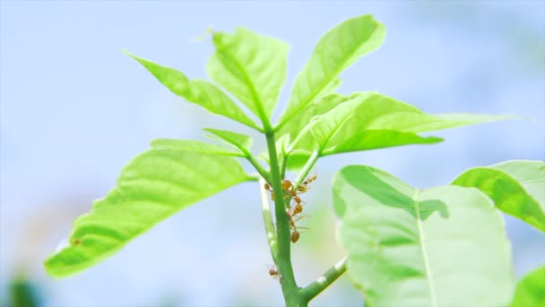 红蚂蚁在芒果叶上侦察 — 图库视频影像