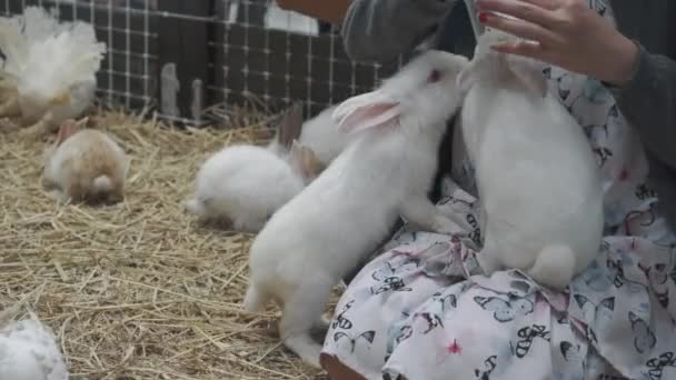 Женщины Кормят Кроликов — стоковое видео