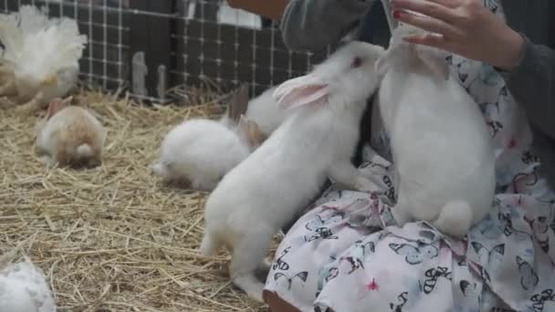 Vrouwen Voeren Konijnenvoer — Stockvideo