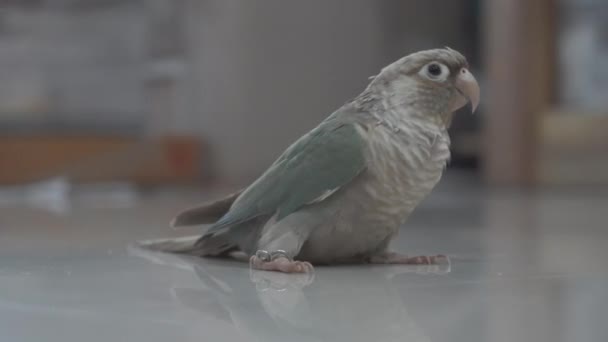 Perruche à joues vertes ou conure à joues vertes sur le sol .