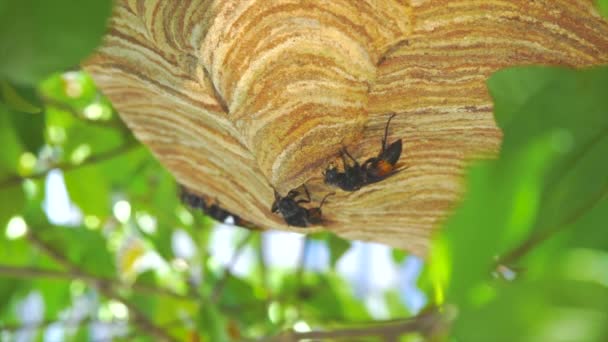 Las Avispas Están Construyendo Nidos Tierra Barro Astillas Madera Pulpa — Vídeos de Stock