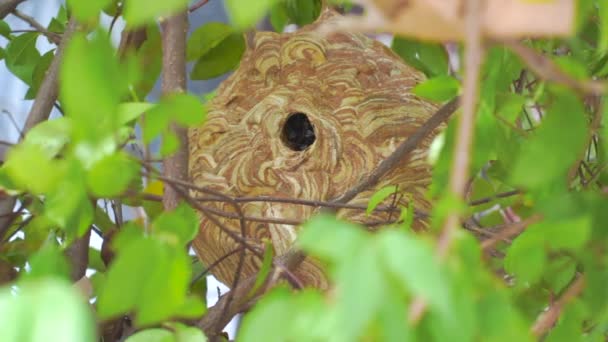 ハチは巣の中を飛んで食料や巣作りの材料を探しています — ストック動画