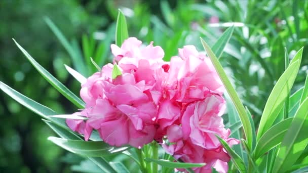 粉色的花朵在大自然的背景下是美丽而清新的 4K慢动作 — 图库视频影像
