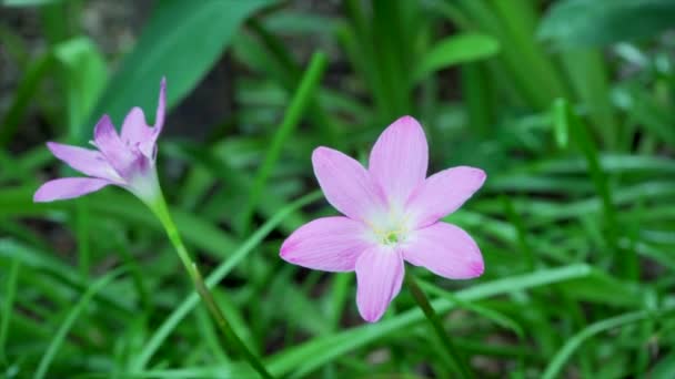 Pink Zephyranthes Carinata Nature Background Slow Motion — Stock Video