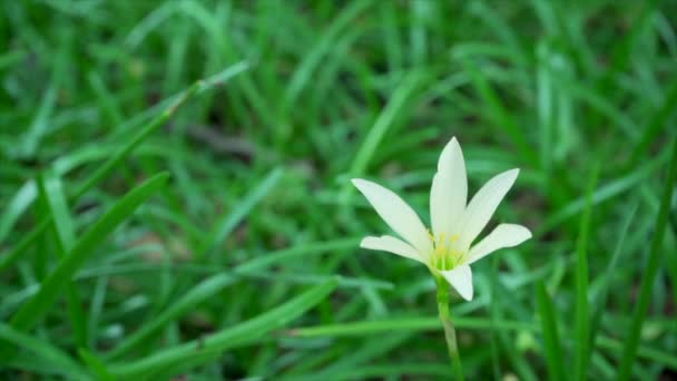 Zephyranthes Carinata Jaune Sur Fond Nature Ralenti — Video
