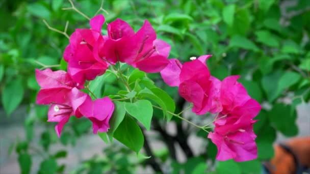 Den Rosa Bougainvillea Och Vinden Blåser Natur Bakgrund Slow Motion — Stockvideo