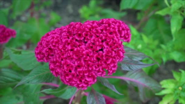 Celosia Argentea Eller Silverkuk Kam Natur Bakgrund Slow Motion — Stockvideo