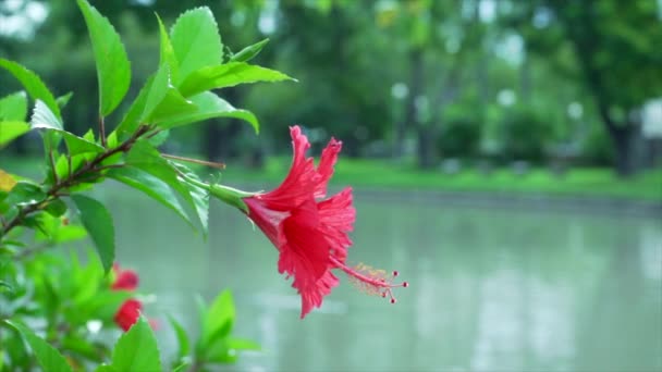 Hibiscus Bloem Wind Waait Een Natuur Achtergrond Slow Motion — Stockvideo