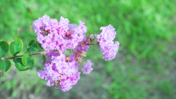Lagerstroemia Indica Nature Background Slow Motion — ストック動画