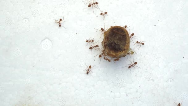 Las Hormigas Rojas Están Comiendo Hueso Cerdo — Vídeos de Stock