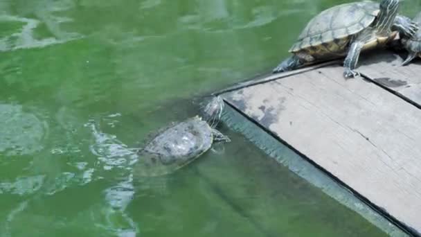 Brown Turtles Sunbathing Pond — 비디오