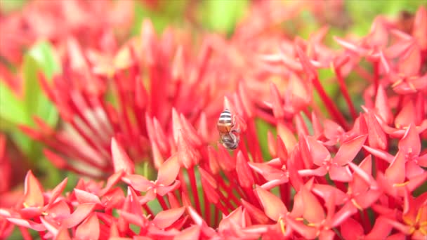 Arılar Arka Planda Ixora Dan Gelen Polenleri Uçarak Yiyorlar — Stok video