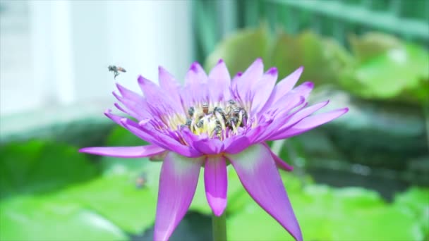 Včely jedí pyl z lotosu na přírodním pozadí.