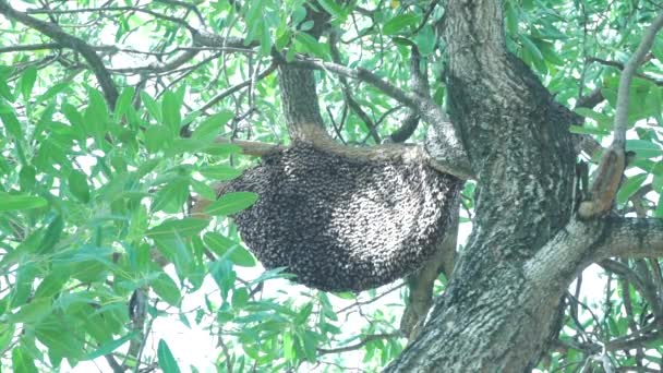 Großes Nest Der Biene Riesenhornisse Baum — Stockvideo