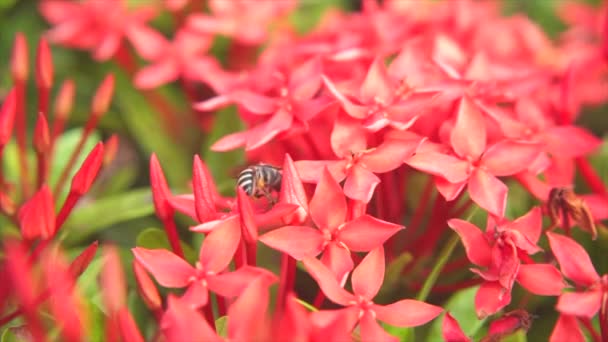 Bijen Vliegen Eten Stuifmeel Van Ixora Een Natuurlijke Achtergrond — Stockvideo