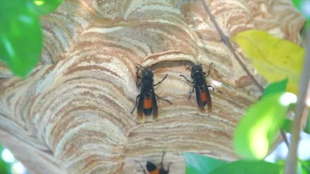 Eşek Arıları Topraktan Çamurdan Odun Parçalarından Ahşap Hamurundan Yuva Yapıyorlar — Stok video