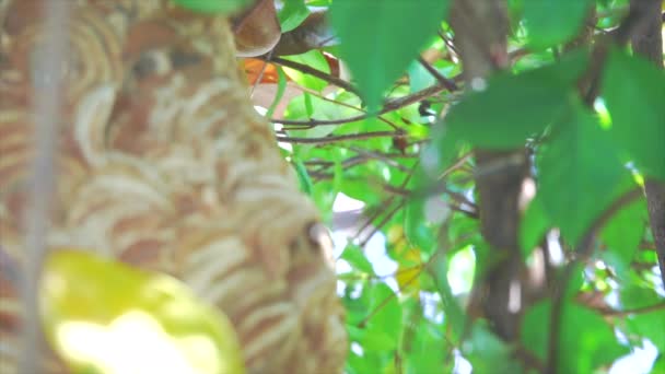 Vliegen Wespen Uit Het Nest Voedsel Nestmateriaal Vinden — Stockvideo