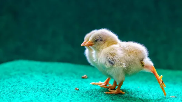 Les poussins jaunes — Photo