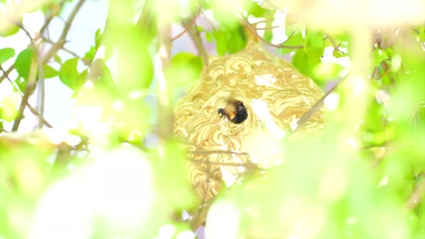 Wasp Flying Out Nest Find Food Nesting Materials — Stock Video