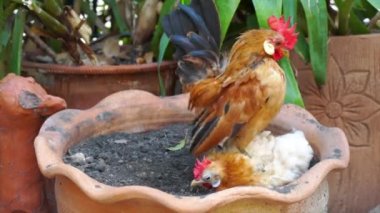 Serama ya da Malezya seramonisi saksıda yetişiyor..