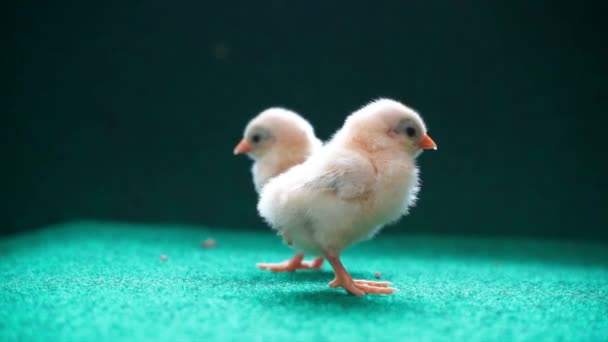 Yellow Serama Chicks Artificial Grass Background — Stock Video