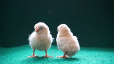 Yapay ot arka planında sarı seramalı piliçler..